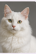 Toilettage chat Angora Turc à domicile dans le Lot-et-Garonne