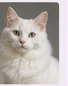 Toilettage chat Angora Turc à domicile dans le Lot-et-Garonne