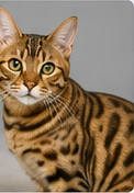 Toilettage chat Bengal à domicile dans le Lot-et-Garonne