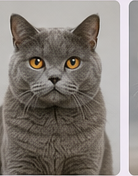 Toilettage chat British Shorthair à domicile dans le Lot-et-Garonne