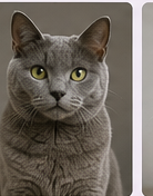Toilettage chat Chartreux à domicile dans le Lot-et-Garonne