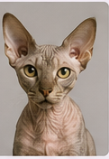 Toilettage chat Devon Rex à domicile dans le Lot-et-Garonne