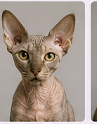 Toilettage chat Devon Rex à domicile dans le Lot-et-Garonne