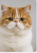 Toilettage chat Exotic Shorthair à domicile dans le Lot-et-Garonne