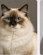 Toilettage chat Ragdoll à domicile dans le Lot-et-Garonne
