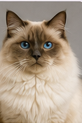 Toilettage chat Sacré de Birmanie à domicile dans le Lot-et-Garonne