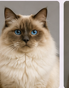 Toilettage chat Sacré de Birmanie à domicile dans le Lot-et-Garonne
