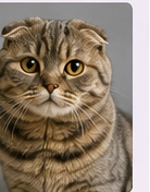 Toilettage chat Scottish Fold à domicile dans le Lot-et-Garonne
