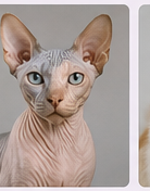 Toilettage chat Sphynx à domicile dans le Lot-et-Garonne