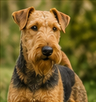 Toilettage Airedale Terrier à domicile dans le Lot-et-Garonne