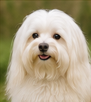 Toilettage Bichon Maltais à domicile dans le Lot-et-Garonne
