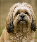 Toilettage Lhassa Apso à domicile dans le Lot-et-Garonne